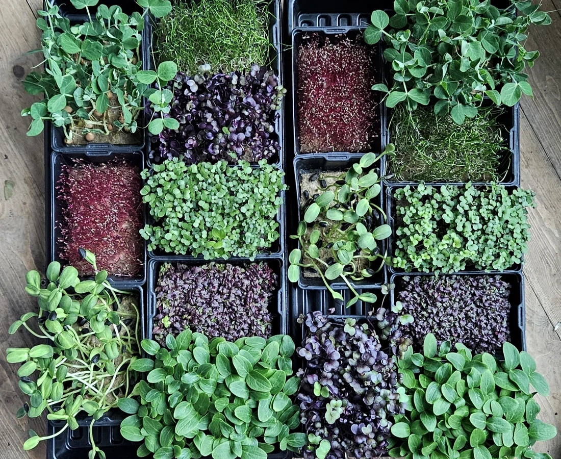 Verschiedene Microgreens aus eigener Produktion